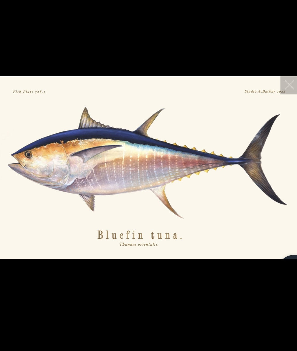 BLUEFIN TUNA Fishing Gear – SwordfishGear