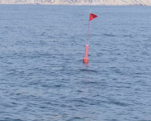 Load and play video in Gallery viewer, The Ultimate Swordfish Buoy. (West Coast)